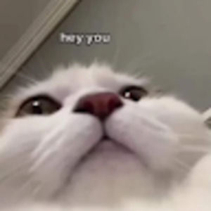 Meet your Posher, Swagger